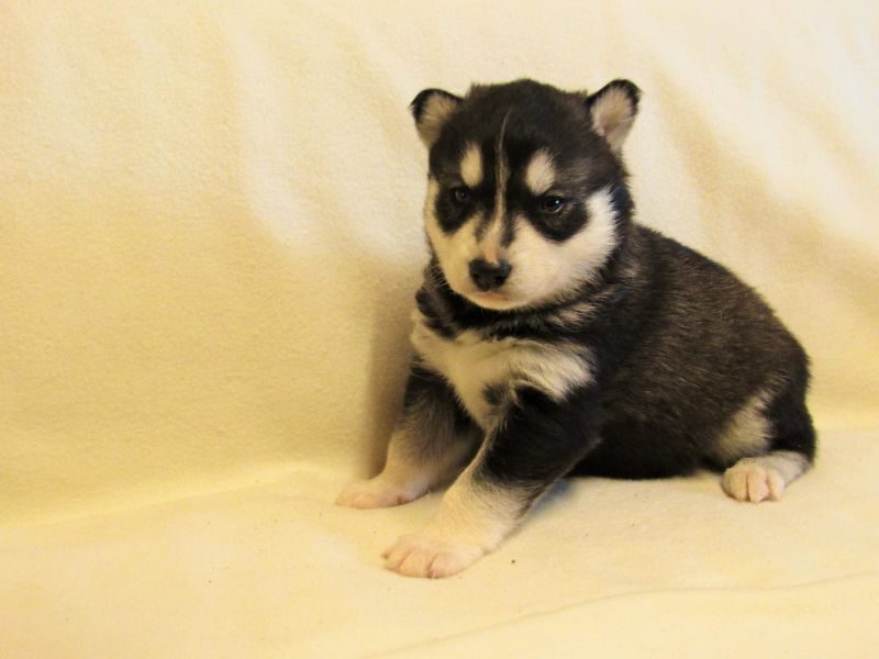  cuccioli di Sibarian husky  per adozione ( maschio e femmina )