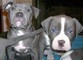 Cuccioli di pitbull terrier
