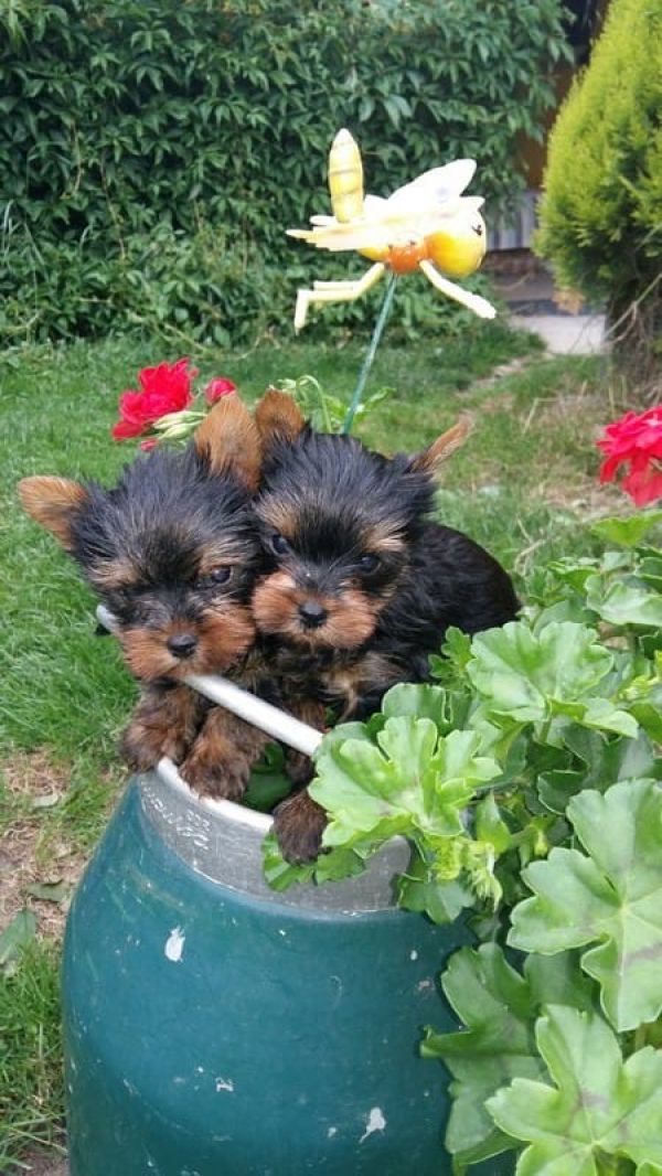  regalo cuccioli di yorkshire  disponibili per l'adozione