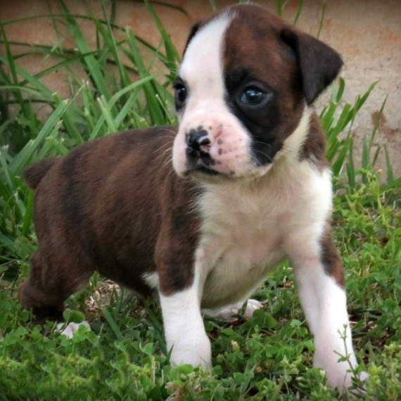Regalo Cuccioli di Boxer
