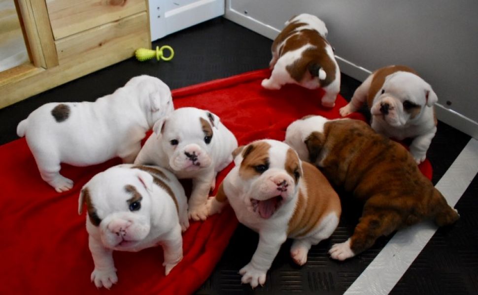 Regalo Bulldog inglese cuccioli disponibili