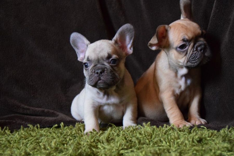 Adorabili cuccioli di Bulldog Francese femminucce e maschietti disponibili per l'adozione