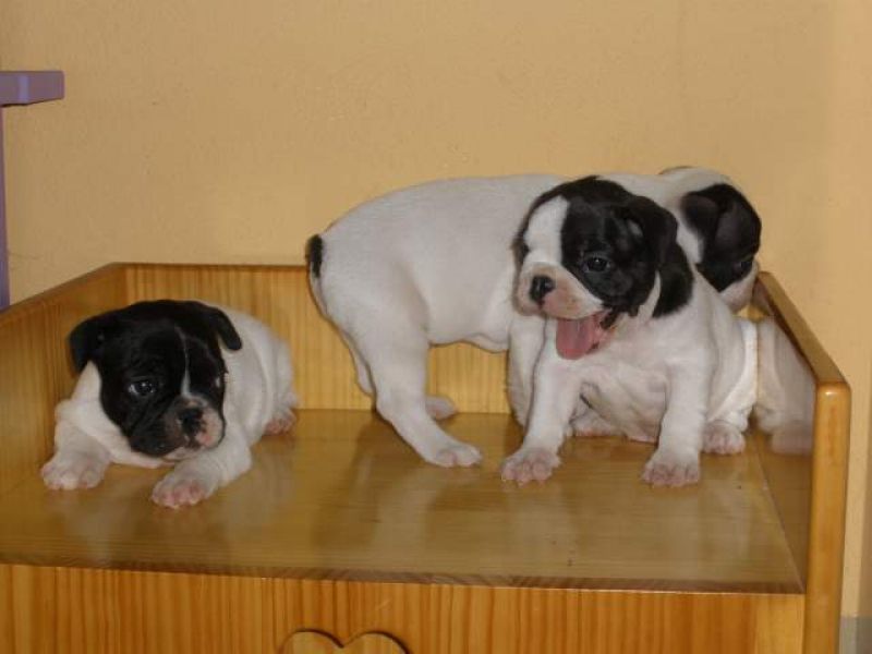 BOULEDOGUE FRANCESE CUCCIOLI (nome Kenzo)