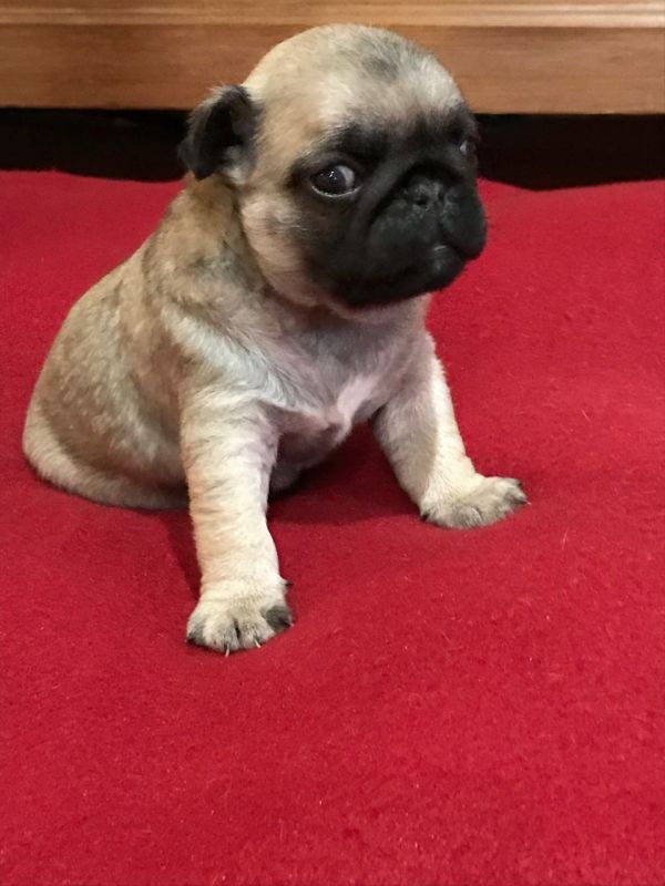 Cuccioli carlino disponibili