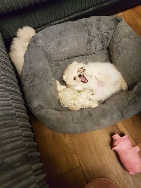 Regalo Volpini cuccioli di pomerania