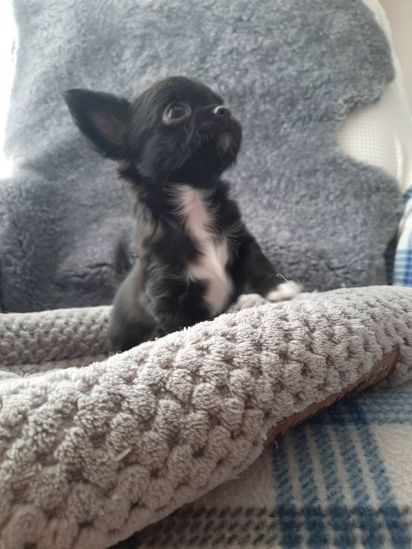   Chihuahua cuccioli introvabili cuccioli di Chihuahua intelligenti e dolcissimi attaccati al padron