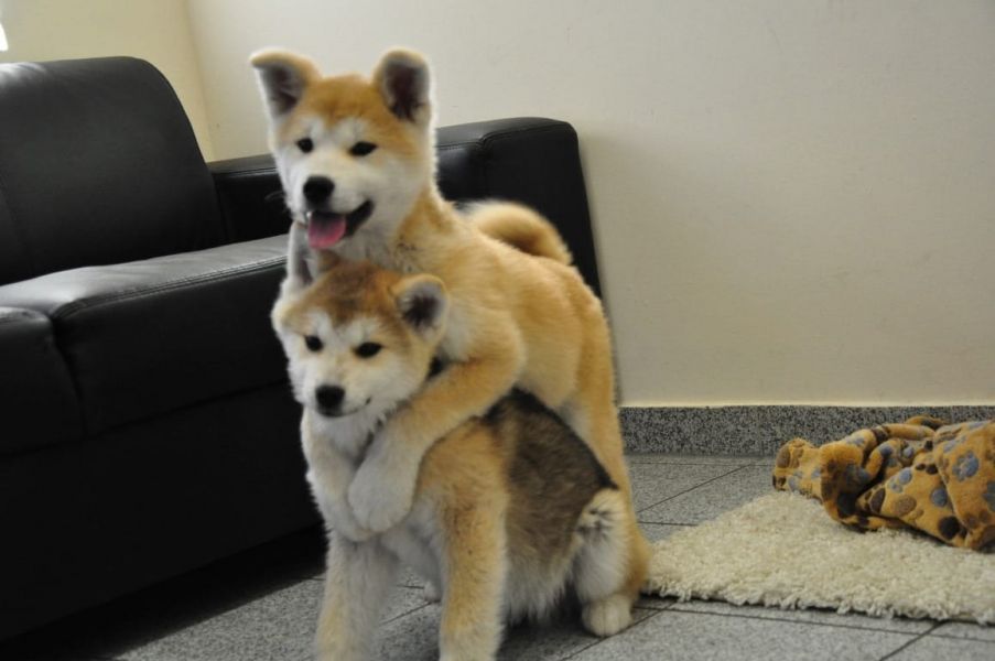 Molto bella e sani cuccioli di akita-inu  per adozione maschi e femmine disponibili (gratis) 