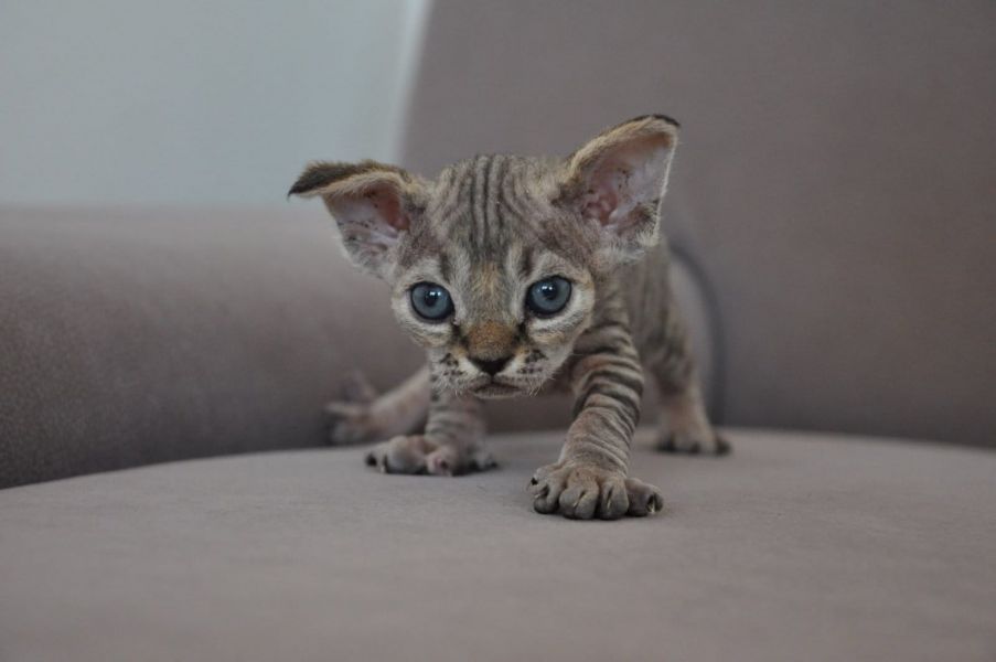  gattini Devon rex   per adozione ( maschio e femmina )