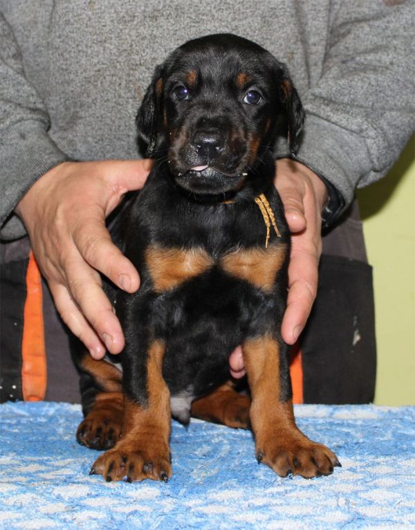  cuccioli di doberman  per adozione ( maschio e femmina )