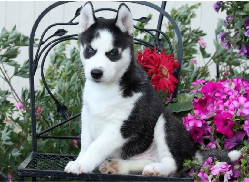 Regalo cuccioli Siberian Husky  Maschio e Femmina