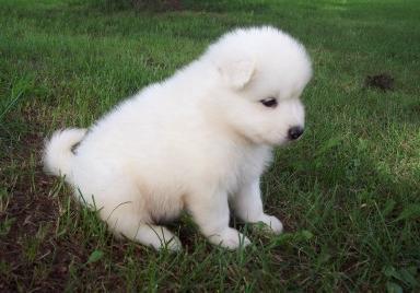 Adorabili cuccioli di samoiedo femminucce e maschietti disponibili per l'adozione gratuita