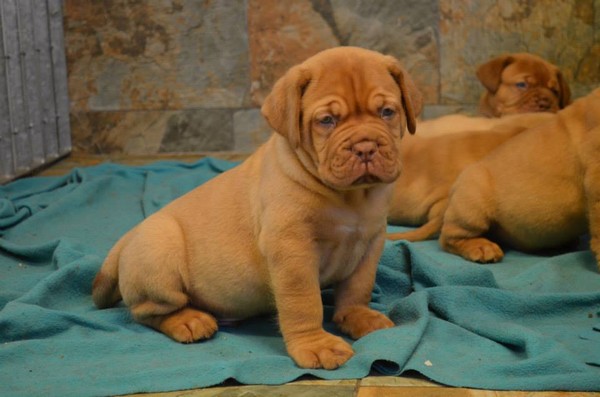 Dogue de bordeaux