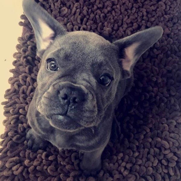 Sani maschio e femmina cuccioli di bulldog francese per adozione 