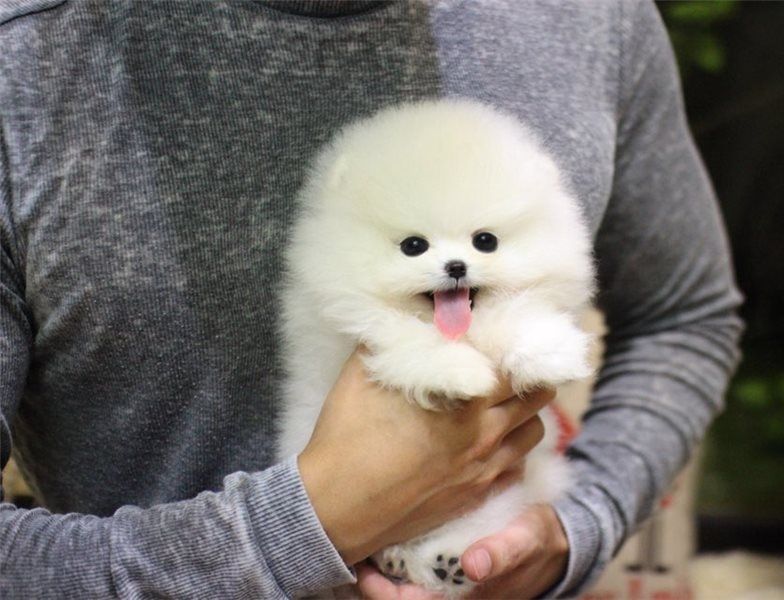 Regalo Volpini cuccioli di pomerania Piccoli