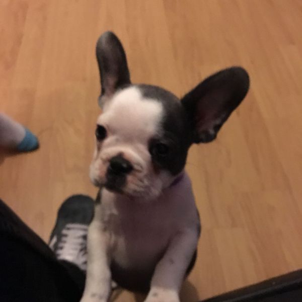 Bellissime Cuccioli di bulldog francese