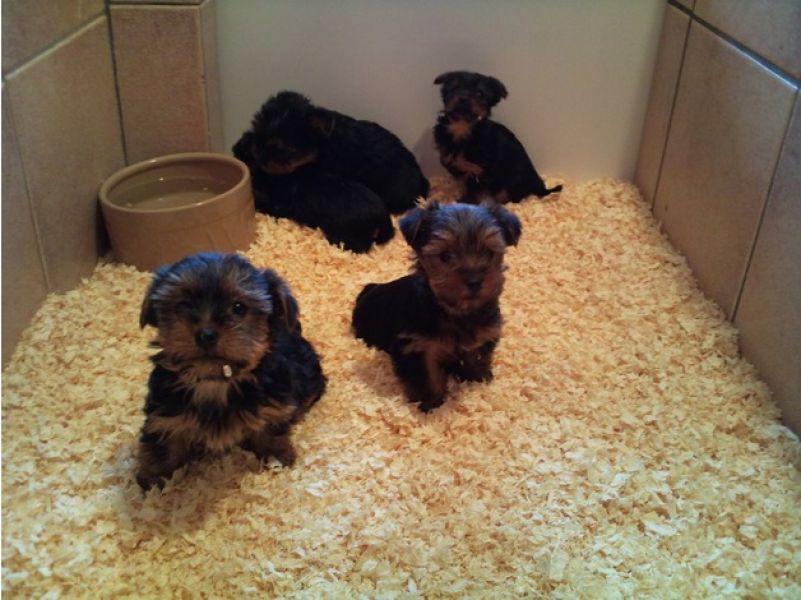  cuccioli di yorkshire
