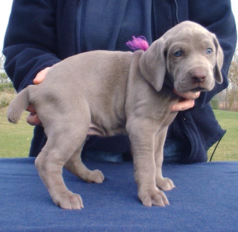 REGALO Cuccioli Weimaraner