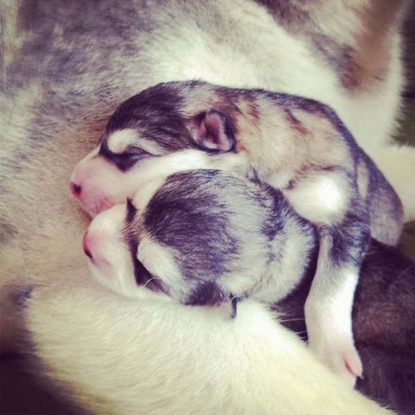 Cuccioli Alaskan Malamute