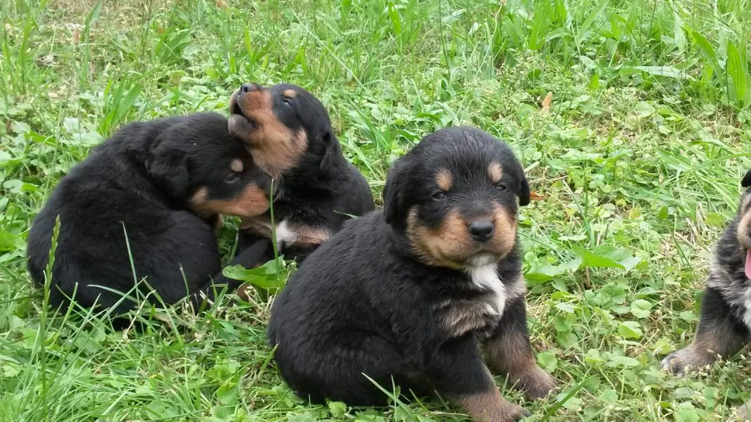 Voglio ri-casa il mio cucciolo di ROTTWEILER di pura razza 