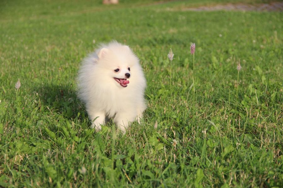  cuccioli di volpino pomeranian  ( per regalo )