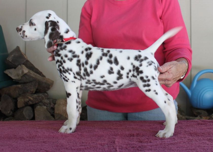 Regalo abbiamo cuccioli di dalmata