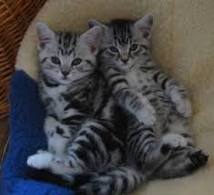 Regalo Gattini British Shorthair