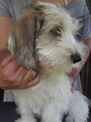  cuccioli di Basset Hound  per adozione ( regalo  )