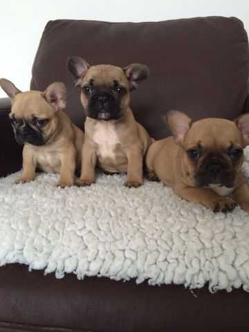 Alta qualit� maschio e femmina francese Bulldog Cuccioli disponibili.