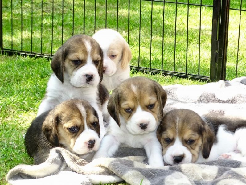 Regalo cuccioli di Beagle