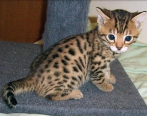 Adorabili cuccioli di bengala gattini femminucce e maschietti disponibili per l'adozione gratuita i 