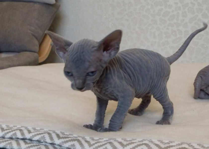Molto bella e sani gattini Sphynx  per adozione maschi e femmine disponibili (gratis)