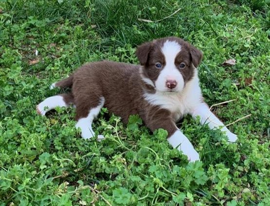 Border collie cuccioli introvabili cuccioli di Border collie intelligenti e dolcissimi attaccati al 