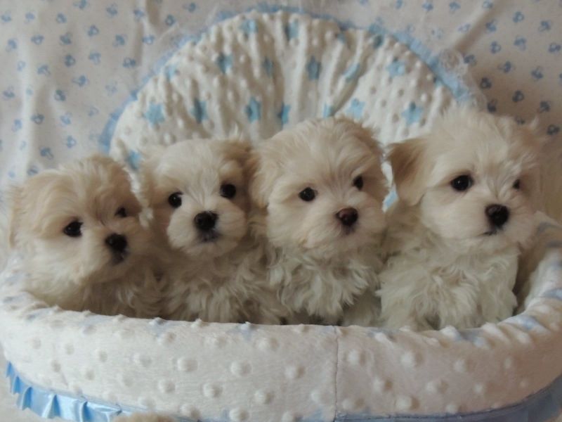 Dolce cuccioli di  maltese toy  in cerca di una nuova casa.
