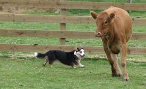 Adorali cuccioli di cardigan welsh corgi   femminucce e maschietti disponibili per l'adozione