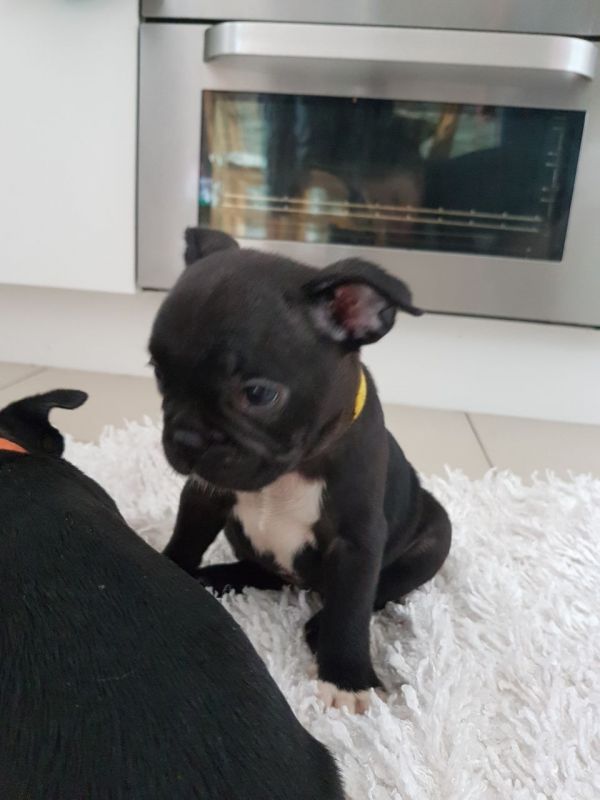 Bouledogue Francesi Maschi e Femmine