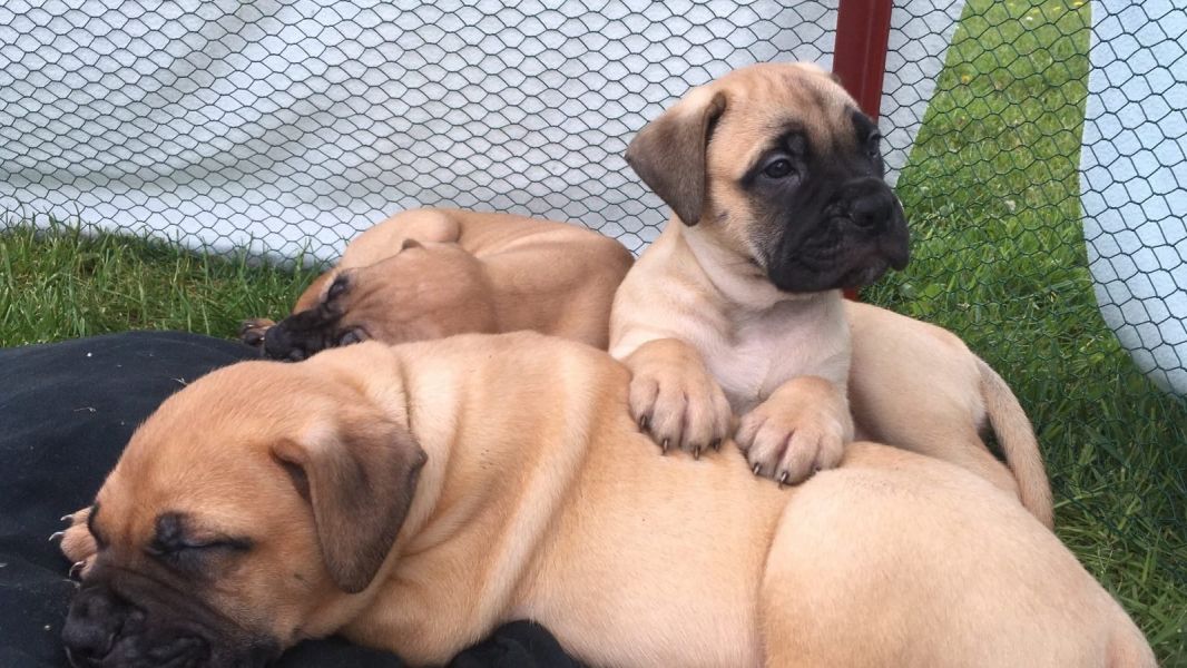 cuccioli di bullmastiff  per adozione ( maschio e femmina )