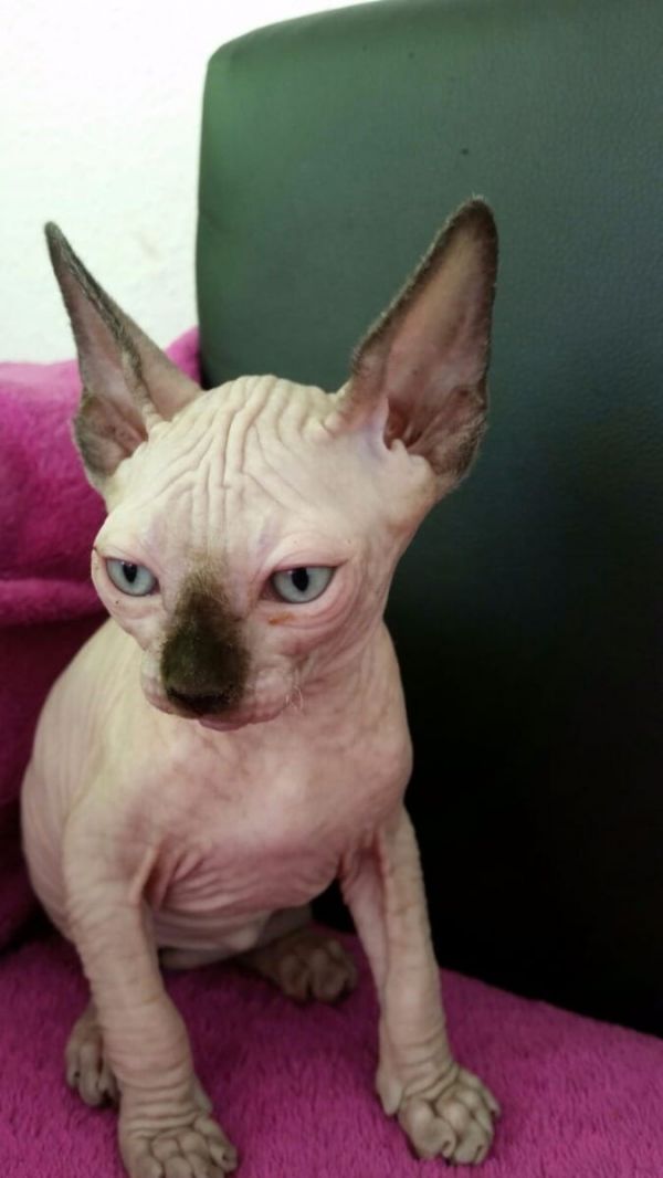 Gattini di Sphynx   per adozione ( regalo  )