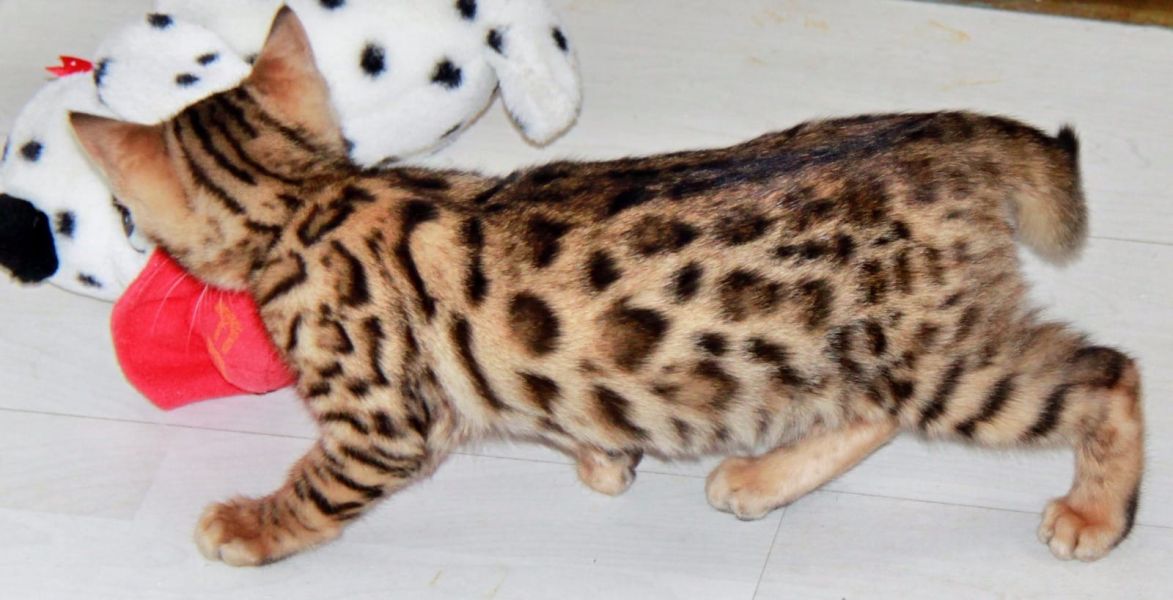 Gattini di bengala  ( per regalo )