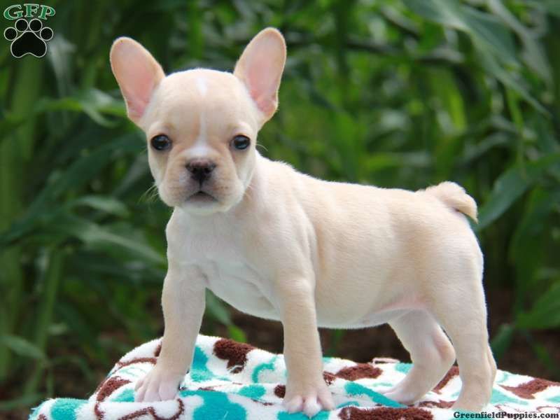  REGALO Cuccioli di Bulldog Francese