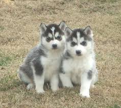 Adorabili cuccioli di siberian husky