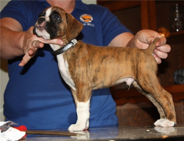  Regalo Cuccioli di boxer in pronta consegna i cuccioli verranno Dato dopo 90 giorni dalla nascita, 