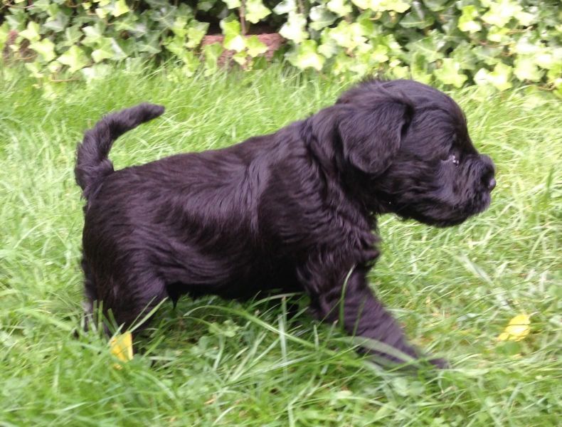  cuccioli di Miniature Schnauzer  per adozione ( maschio e femmina )