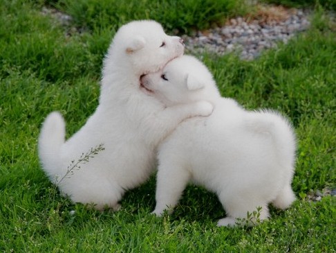 regalo cuccioli di Akita  inu disponibili per l'adozione