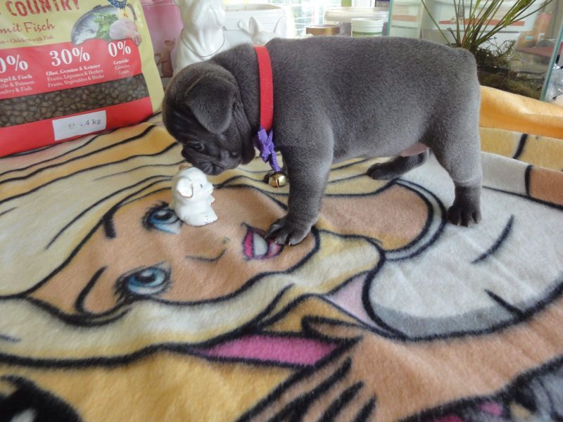 Bouledogue bulldog francese cuccioli disponibili