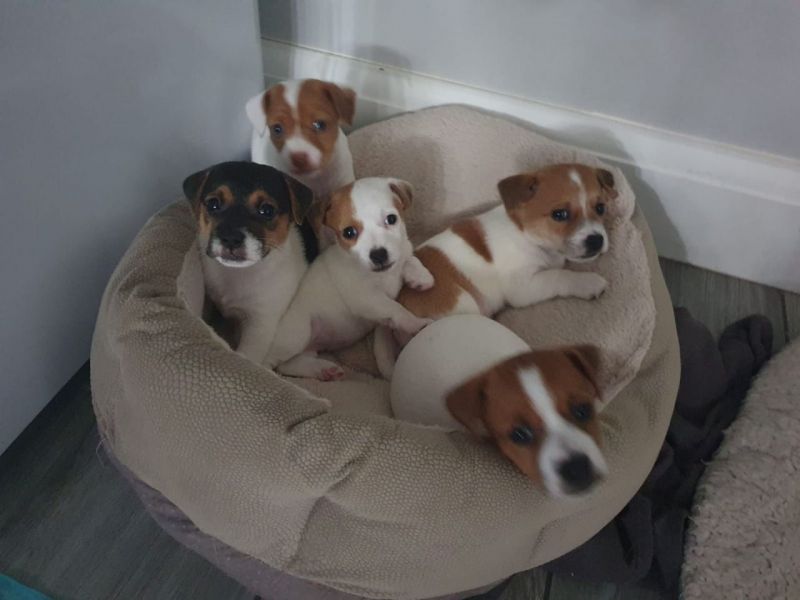 Jack Russell CUCCIOLI