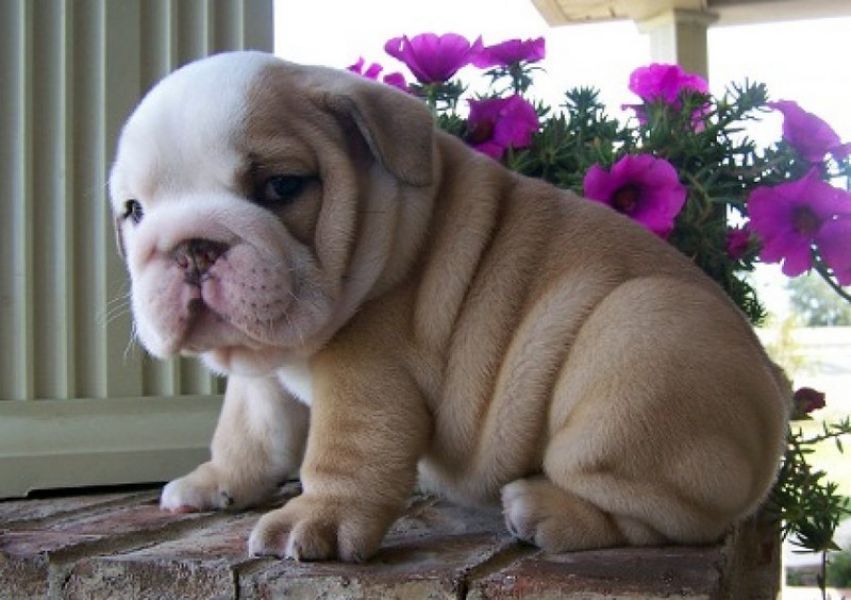 Splendide Bulldog inglese