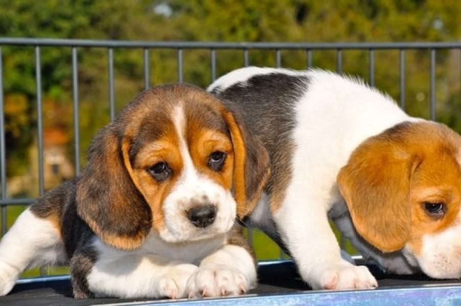  regalo cuccioli di beagle disponibili per l'adozione