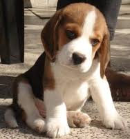 Abbiamo disponibili cuccioli di Beagle Maschi e Femmine