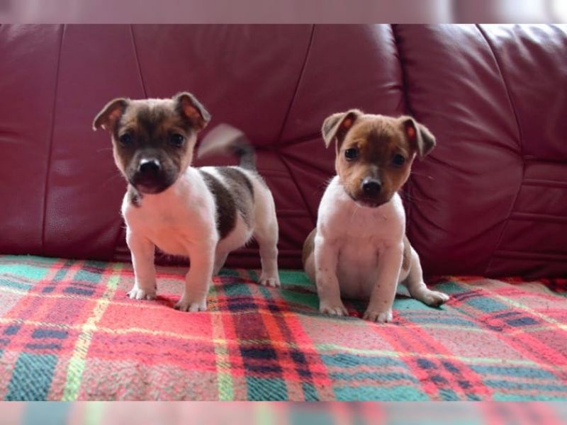 Regalo,Jack Russel cuccioli