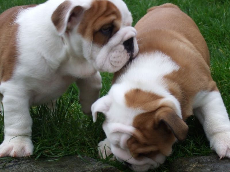 Regalo Bulldog inglese cuccioli disponibili